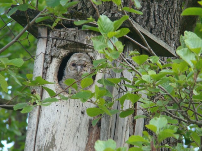 У шпаківні на території волинського нацпарку оселилися вужі. ФОТО