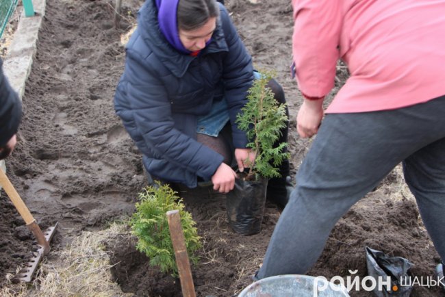 У курортному селищі Волині висадили сотню туй. ФОТО