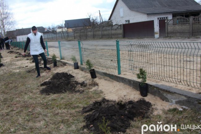У курортному селищі Волині висадили сотню туй. ФОТО