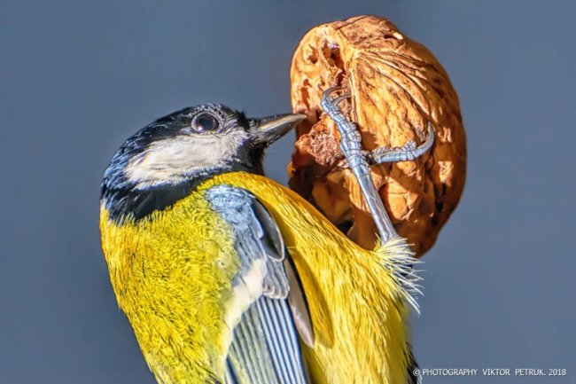 Лучанин опублікував дивовижні фото «майстрів вищого пілотажу»