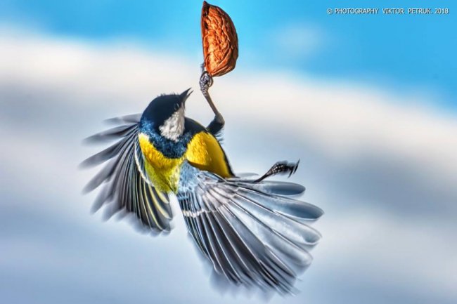 Лучанин опублікував дивовижні фото «майстрів вищого пілотажу»