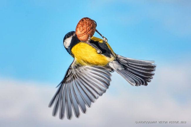 Лучанин опублікував дивовижні фото «майстрів вищого пілотажу»