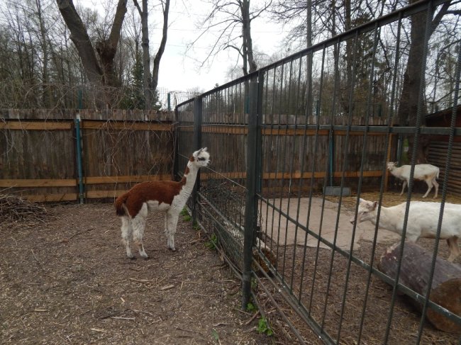 У самця альпаки з Луцького зоопарку з'явилась пара: самичку привезли з Рівного