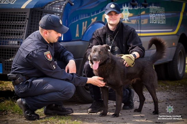 Добро робити легко: як волинські патрульні фотографувалися з безпритульними песиками