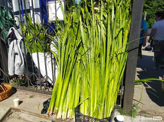 У скільки лучанам обійдеться лепеха напередодні Трійці: ціни на ринку