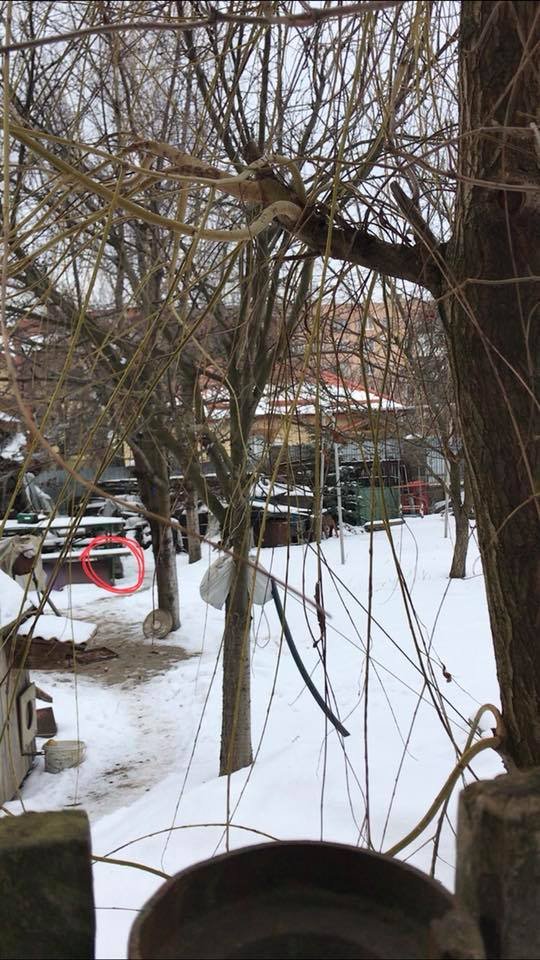 У Луцьку живодер ледь не вбив кота на морозі. ФОТО