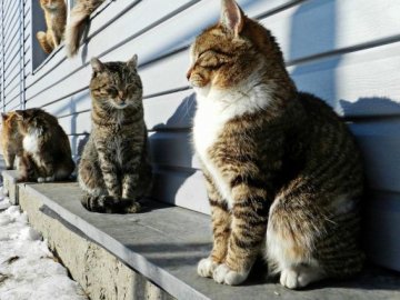 Синоптик розповів, що з 11 грудня погода в Україні зміниться