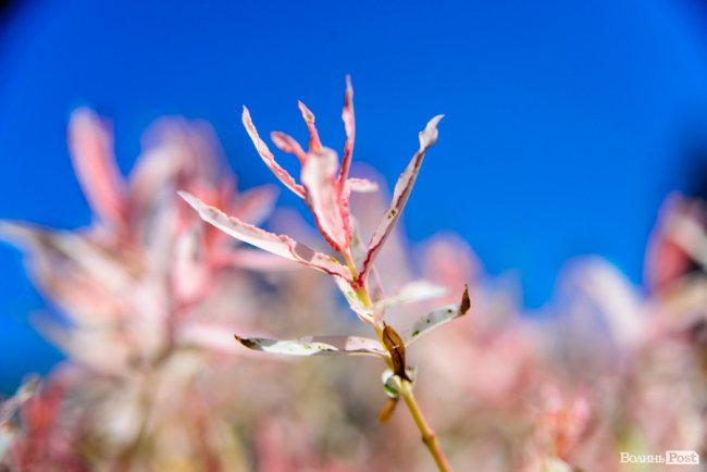 Літні пахощі: головний собор Луцька тоне в трояндах. ФОТОРЕПОРТАЖ
