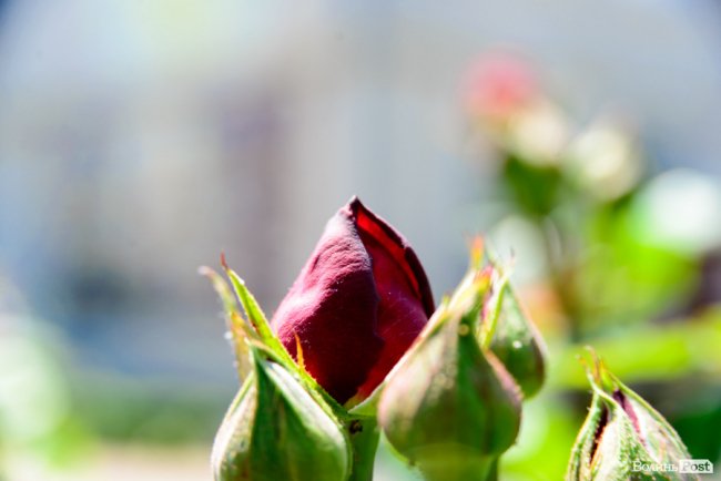 Літні пахощі: головний собор Луцька тоне в трояндах. ФОТОРЕПОРТАЖ