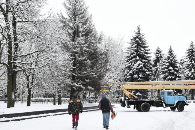У Луцьку на меморіалі зрізують дерева. ФОТО