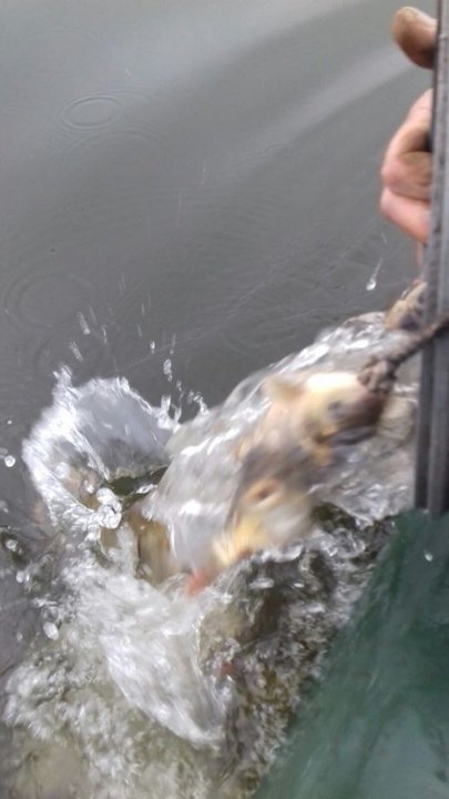 У водойми Волині випустили понад 2 тонни риби. ФОТО