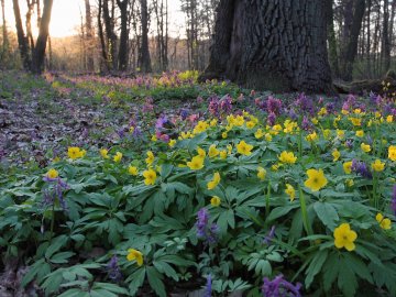 Погода у Луцьку на завтра, 11 квітня