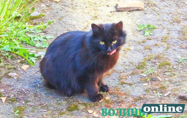 Коти на луцьких вулицях. ФОТО