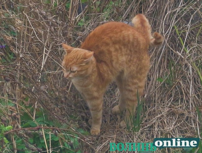 Коти на луцьких вулицях. ФОТО