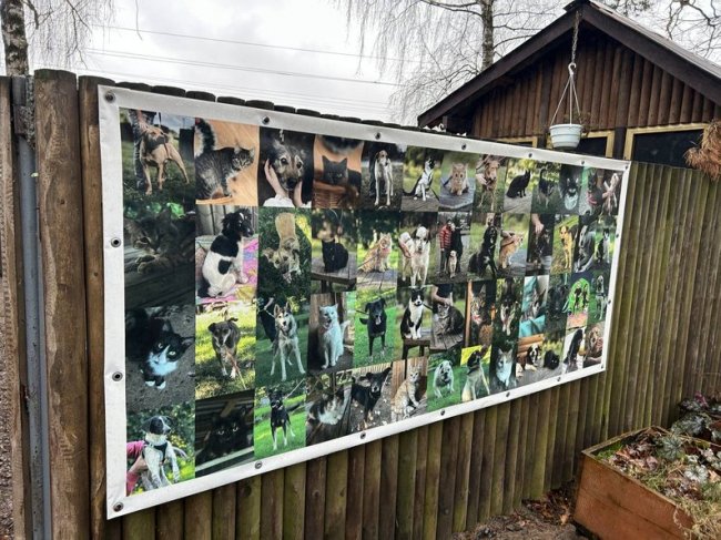 «Таємний Санта для безпритульних тварин»: волинські активісти збирають корм для собак і котів