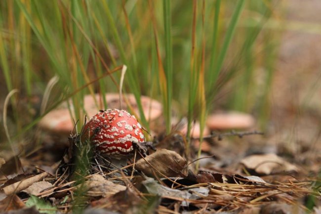 Волинський фотограф показав «впольовані» грибочки