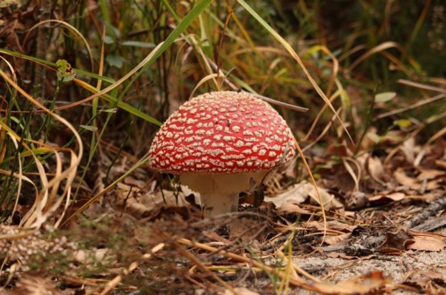 Волинський фотограф показав «впольовані» грибочки