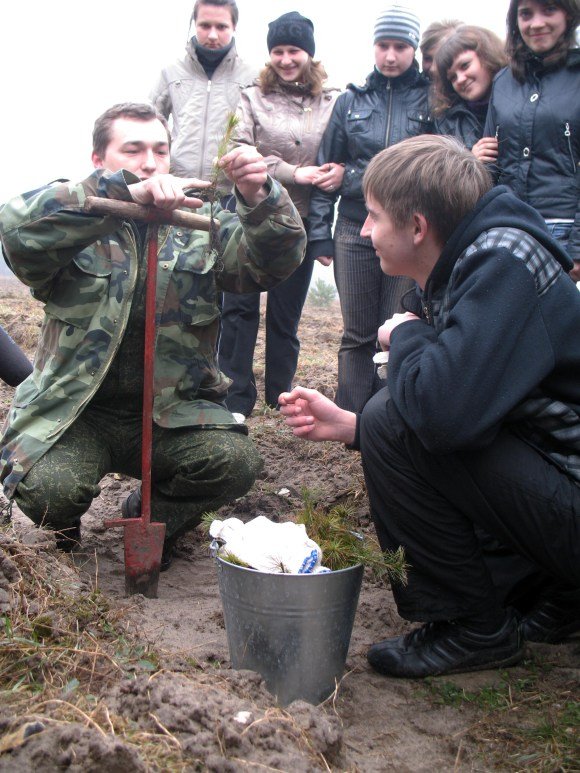 Дерева, які посадили луцькі студенти 9 років тому, вже стали молодим лісом