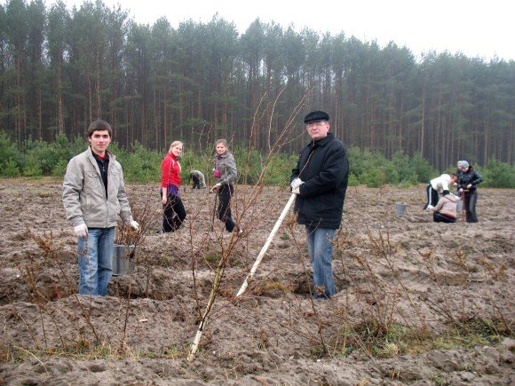 Дерева, які посадили луцькі студенти 9 років тому, вже стали молодим лісом