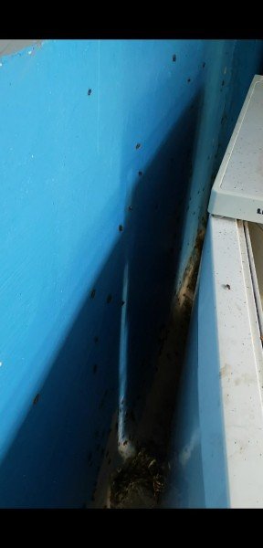 «Таргани завдовжки з палець», – лучанка про квартиру сусідів-нечупар. ФОТО