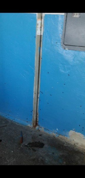 «Таргани завдовжки з палець», – лучанка про квартиру сусідів-нечупар. ФОТО