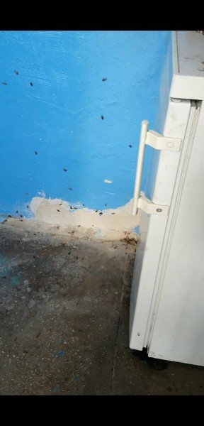 «Таргани завдовжки з палець», – лучанка про квартиру сусідів-нечупар. ФОТО