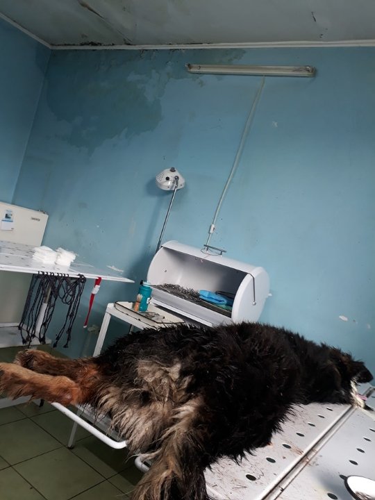 На голову падають шматки стелі: у КП «Ласка» протікає дах