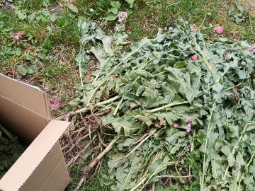 У громаді на Волині безпілотником виявили понад сотню рослин маку