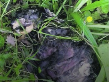 У селі на Волині знайшли «чупакабру»