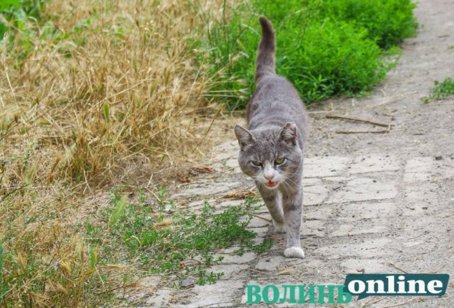 Коти на луцьких вулицях. ФОТО