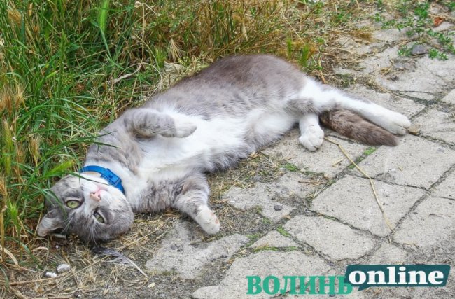 Коти на луцьких вулицях. ФОТО