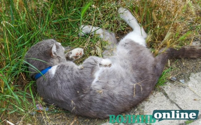 Коти на луцьких вулицях. ФОТО