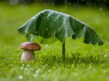 Погода у Луцьку та Волинській області на завтра, 13 серпня