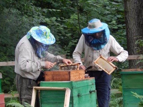 На Волині зібрали перший урожай меду. ФОТО