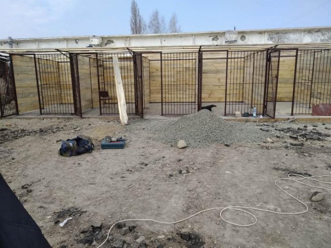 Закликають допомогти з будівництвом вольєрів для собак, яких прихистила одинока бабуся з Луцька