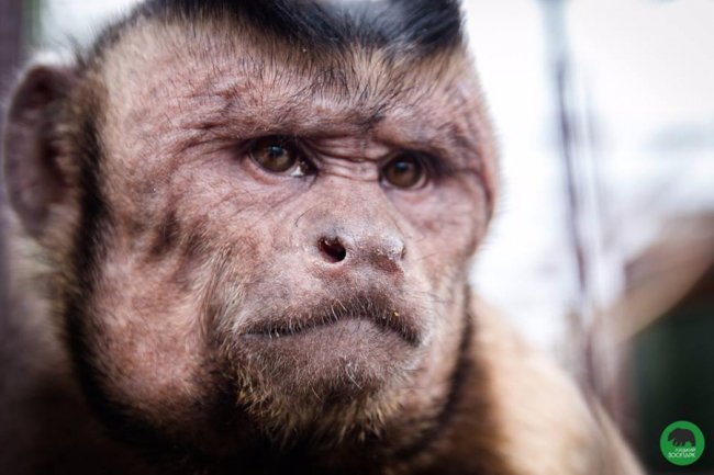 У Луцькому зоопарку - поповнення