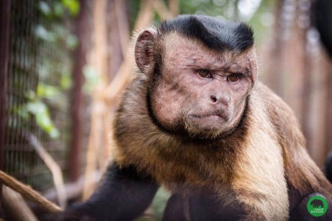 У Луцькому зоопарку - поповнення