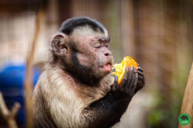 У Луцькому зоопарку - поповнення