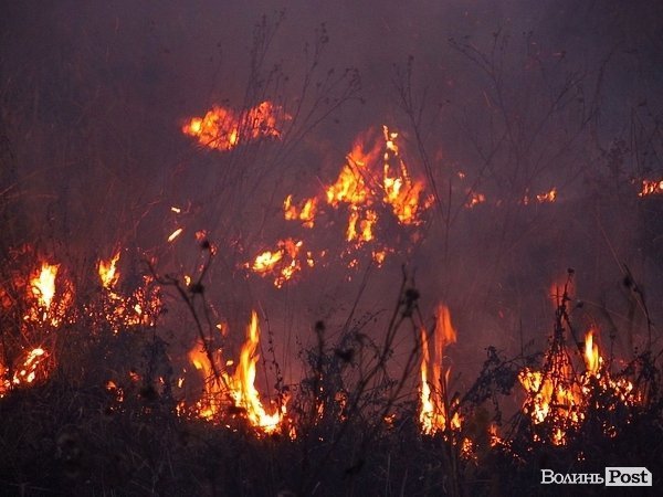 Чому постійно підпалюють Гнідавське болото. ФОТО. ВІДЕО