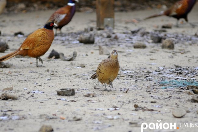 Як на Волині рятують диких тварин від холоду і голоду. ФОТО. ВІДЕО