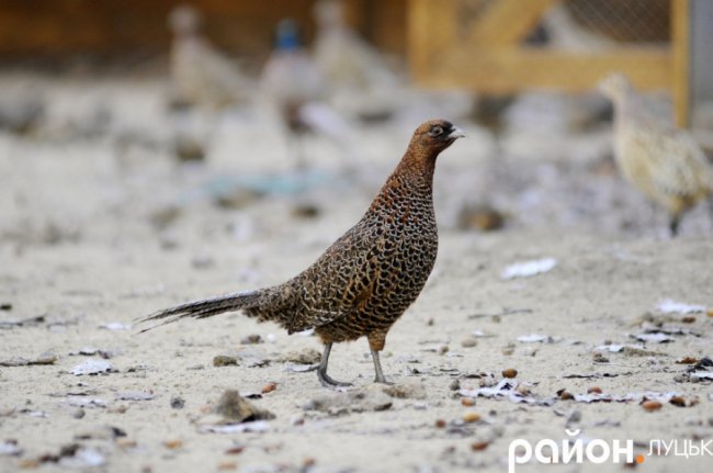 Як на Волині рятують диких тварин від холоду і голоду. ФОТО. ВІДЕО