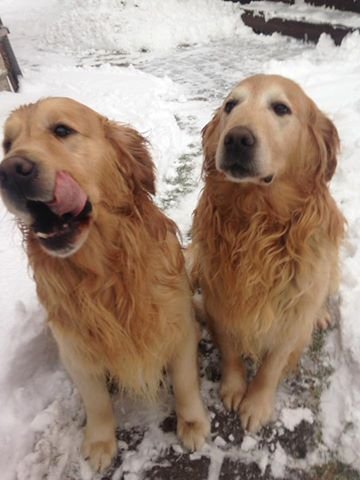 У Луцьку член міськвиконкому хоче зв'язати шкарпетки з собачої шерсті