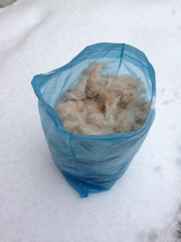 У Луцьку член міськвиконкому хоче зв'язати шкарпетки з собачої шерсті