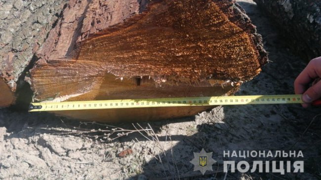 У Луцькому районі «на гарячому» спіймали молодика, який крав ліс. ФОТО