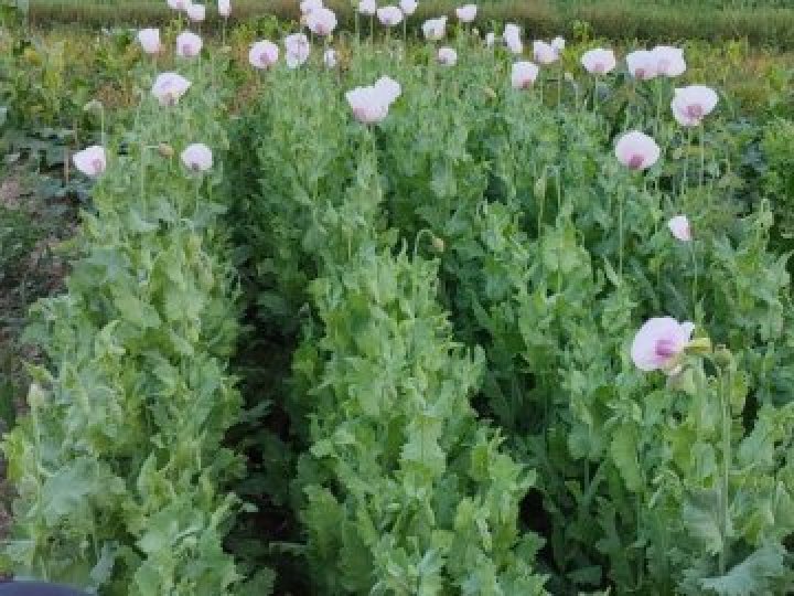 Вирощувала на городі: у волинянки виявили понад 500 рослин маку