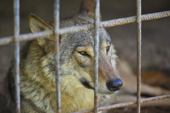  Луцький зоопарк відновлює роботу
