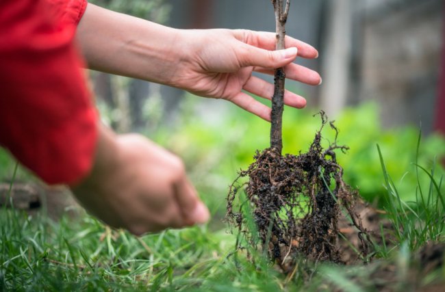 Чому плодові та ягідні рослини купувати краще в розсадниках?