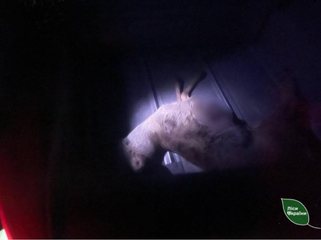 В автомобілі волинянина виявили вбиту козулю