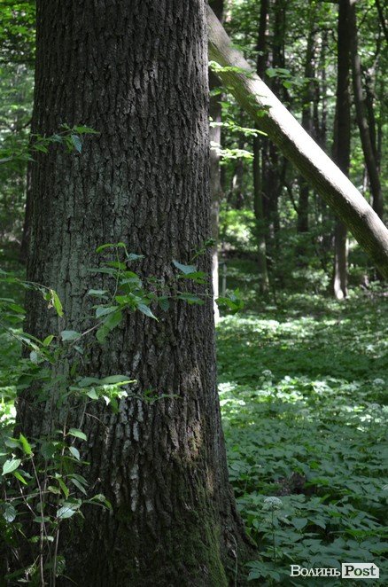 Коркове дерево та величні дуби: як на Волині приживаються «незвичні» дерева
