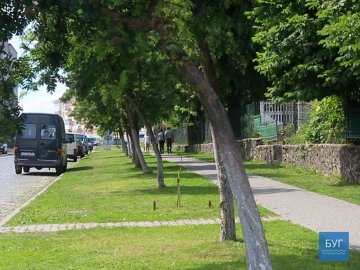 У місті на Волині вандали понищили дерева